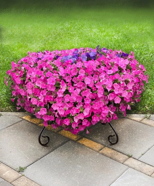 Петуния «Зацветёт LONG» ПИНК ЛАВ F1 5шт в амп