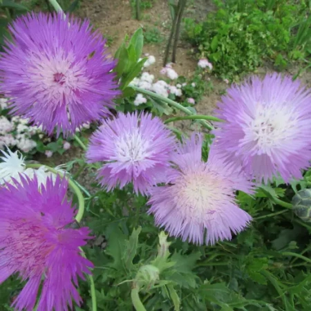 Василек мускусный Люсида Германия Pro 0,5г