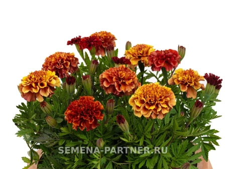 Бархатцы отклоненные СТРОБЕРРИ БЛОНД 2-ной пак. 10шт