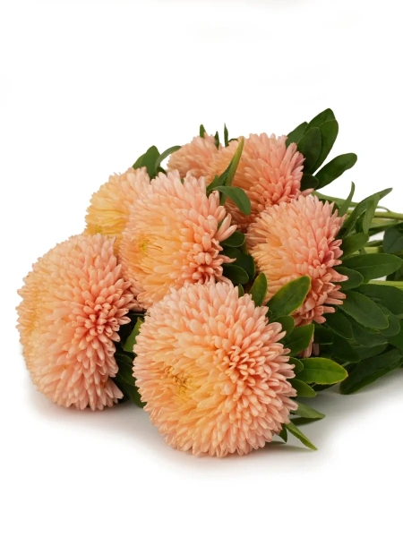 Астра китайская ОСЕННИЙ ПОЦЕЛУЙ 5шт в амп