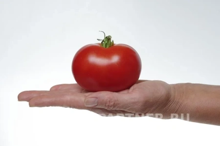 Томат МОНГОЛ КАРЛИК 2-ной пак. 10шт