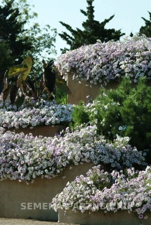 Петуния ТАЙДЕЛ ВЭЙВ СИЛЬВЕР F1 5шт в амп (ожидается поступление в декабре)