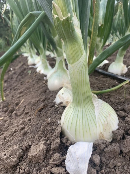 Лук репчатый КОМЕТА F1 0,5г