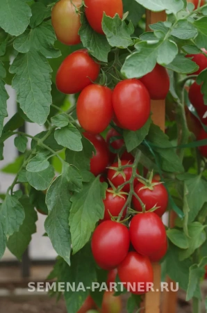 Томат ВЕЗУВИЙ F1 2-ной пак. 0,05г