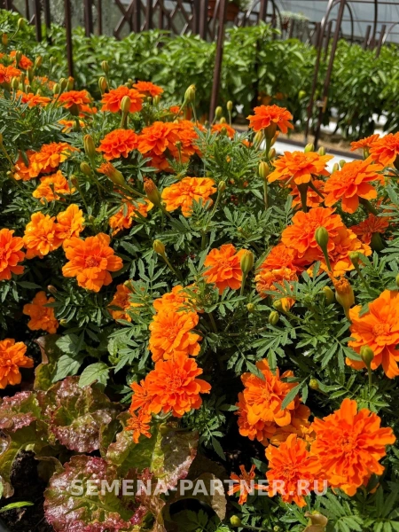 Бархатцы отклоненные ЧИАРО ТАНЖЕРИНЕ 2-ной пак. 10шт