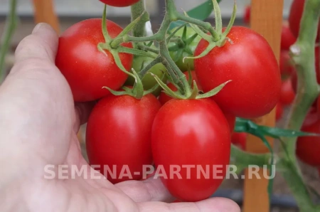 Томат ВЕЗУВИЙ F1 2-ной пак. 0,05г