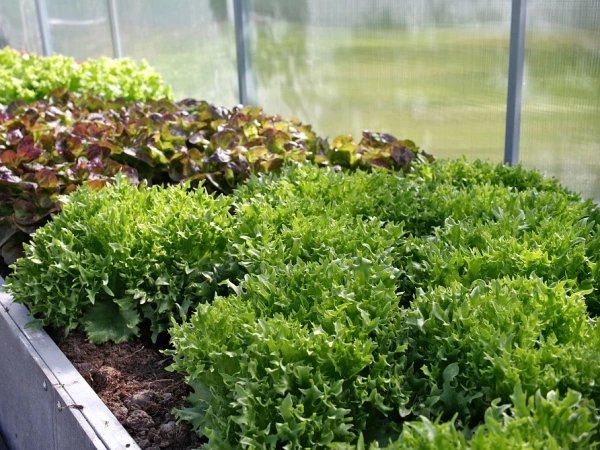 Салат листовой ФРИЛЛИС 15шт в амп