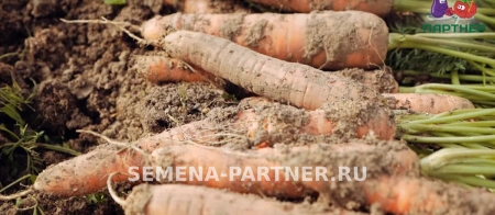 Морковь БОЛЕРО F1 0,5г