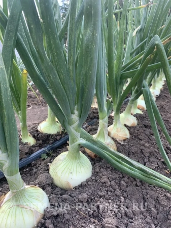 Лук репчатый УНИВЕРСО F1 0,5г