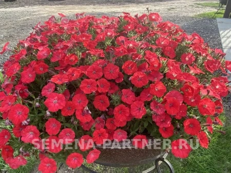 Петуния серия «МиМи» СТЕФАНИЯ F1 многоцветковая каскадная лососево-красная 5шт в амп