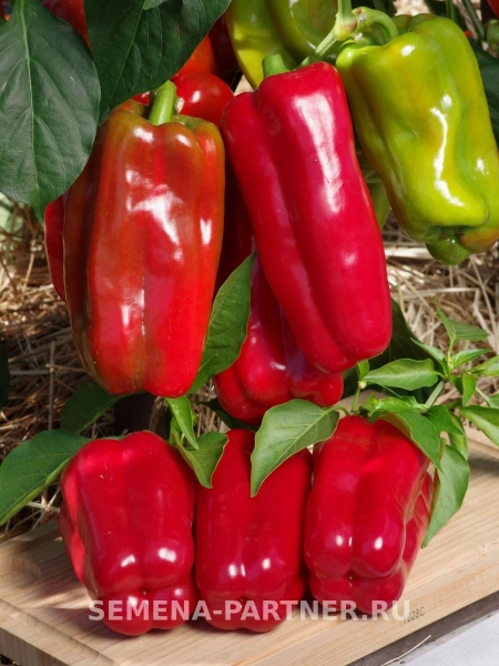 Перец сладкий КОМАНДИР F1 2-ной пак. 10шт (ожидается поступление в декабре)