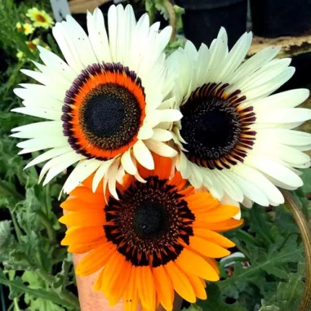 Венидиум пышный смесь Германия Pro 0,3г