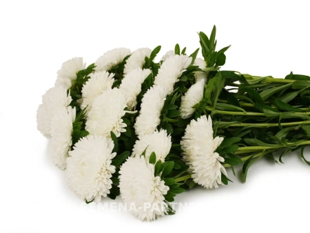 Астра китайская СВАДЕБНЫЙ ВАЛЬС 5шт в амп