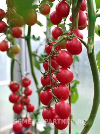 Томат ЗИМНЯЯ ВИШНЯ F1 2-ной пак. 10шт