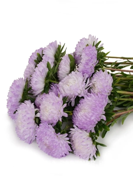 Астра китайская ЗАЧАРОВАННАЯ 5шт в амп