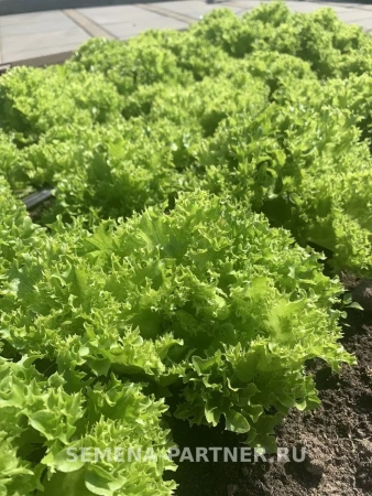 Салат листовой КУЧЕРЯВЕЦ ПАРТНЕР 1г