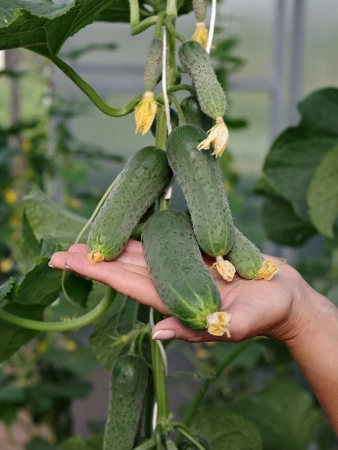 Огурец ФУЛ ХАУС F1 5шт