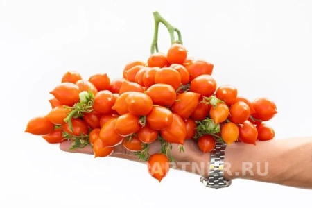 Томат ПОЦЕЛУЙ 2-ной пак. 10шт (снова в продаже)