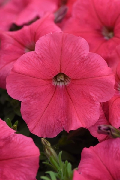 Петуния ИЗИ ВЭЙВ КОРАЛ F1 5шт в амп