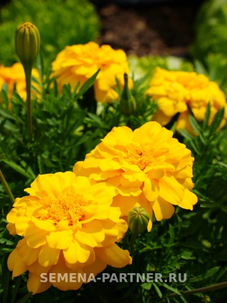 Бархатцы отклоненные ОДРИ ЕЛЛОУ 2-ной пак. 10шт