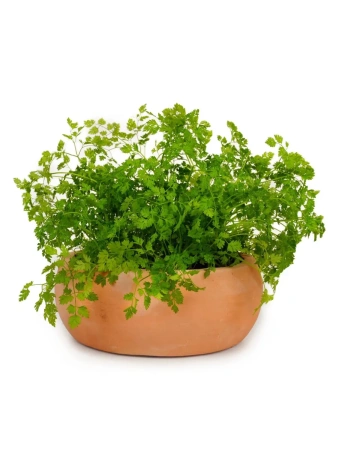 Кервель САНТОРИНИ 1г