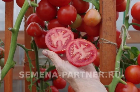 Томат КРИСТИАН F1 0,1г