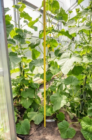 Огурец ХОББИТ F1 5шт