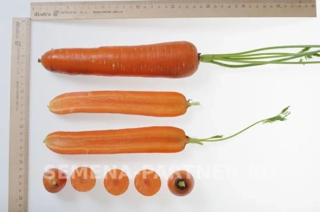 Морковь ДАРИНА 1г