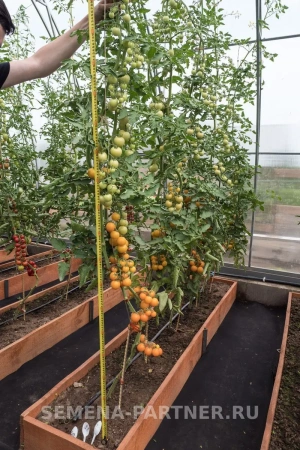 Томат черри ЗЛАТОЯР F1 2-ной пак. 5шт Томат черри ЗЛАТОЯР F1 2-ной пак. 5шт