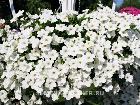 Петуния «Зацветёт LONG» АЙС КВИН F1 5шт в амп (ожидается поступление в декабре)