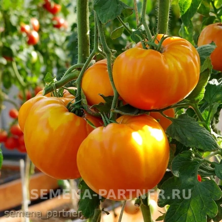 Томат АМАНА ОРАНЖ 0,1г