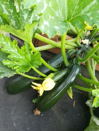 Кабачок НЕФРИТ цукини 10шт