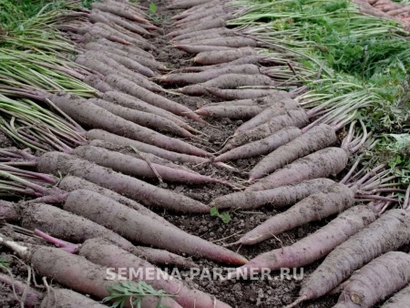 Морковь ПЁРПЛ САН F1 0,5г