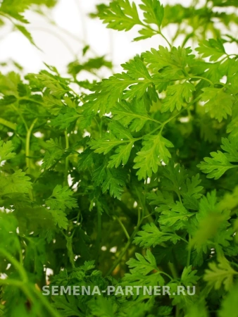 Кервель САНТОРИНИ 1г