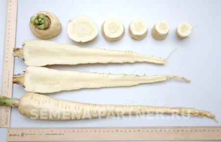 Пастернак ЛУЧШИЙ ИЗ ВСЕХ 1г