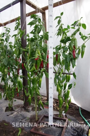 Перец острый ЭДВИН F1 5шт