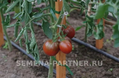 Томат НИАГУС 2-ной пак. 10шт Томат НИАГУС 2-ной пак. 10шт