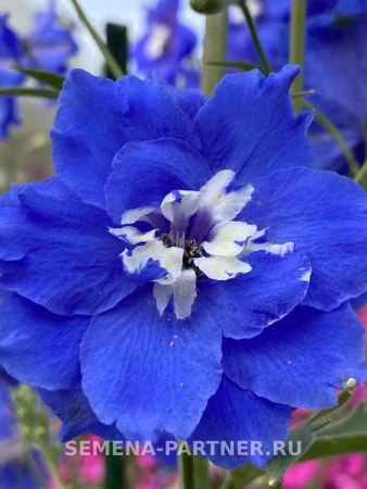 Дельфиниум новозеландский РОЙЯЛ АСПИРЕЙШЕН F1 3шт