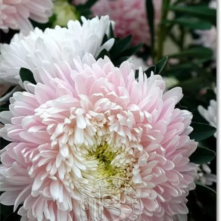 Астра китайская Хризантелла Сакура Германия Pro 5шт