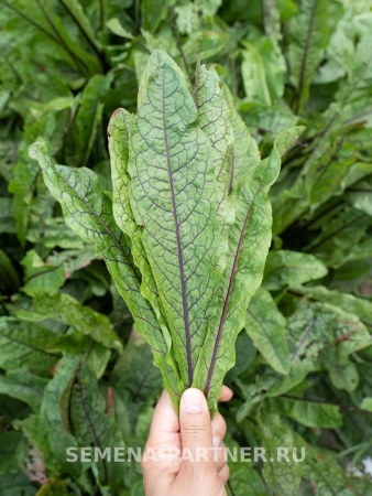 Щавель КРОВАВАЯ МЭРИ 0,2г Щавель КРОВАВАЯ МЭРИ 0,2г