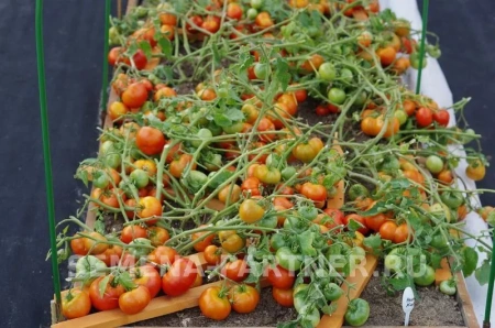 Томат МОНГОЛ КАРЛИК 2-ной пак. 10шт