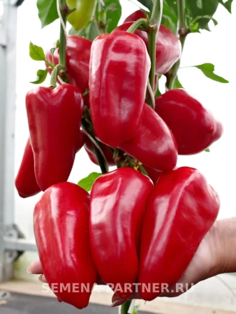 Перец сладкий ПЕТРОВЧАНКА 2-ной пак. 0,1г