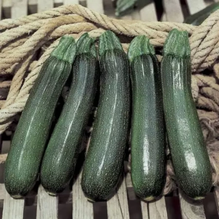 Кабачок Кора F1 Франция Pro 5шт