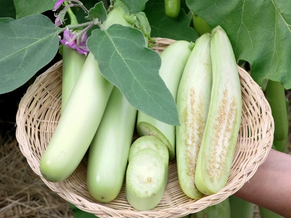 Баклажан ВЛАДИК F1 2-ной пак. 10шт