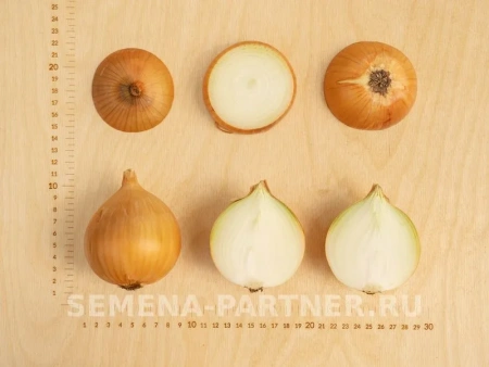 Лук репчатый УНИВЕРСО F1 0,5г