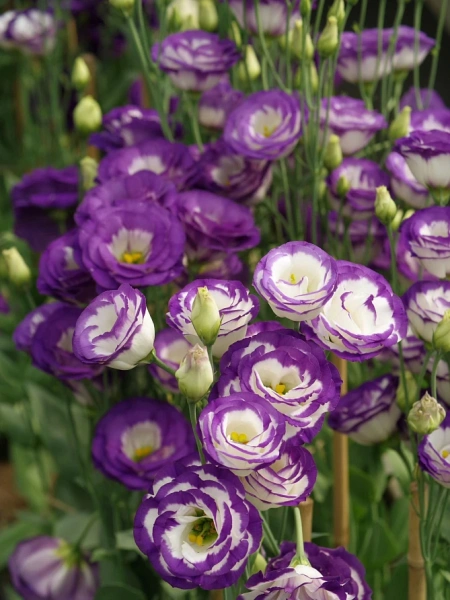 Эустома ПРИНЦЕССА КАРОЛИНА F1 голубая пикоти 5шт в амп