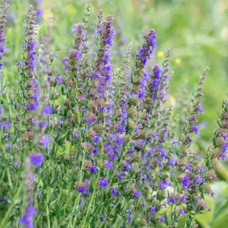 Иссоп лекарственный Синецветковый Германия Pro 0,2г