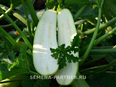 Кабачок ГЕНРИ F1 5шт