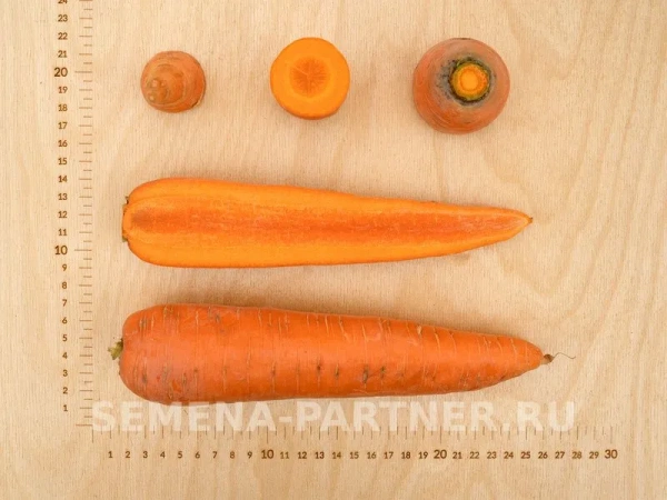 Морковь ОЛИМПО F1 0,5г Морковь ОЛИМПО F1 0,5г