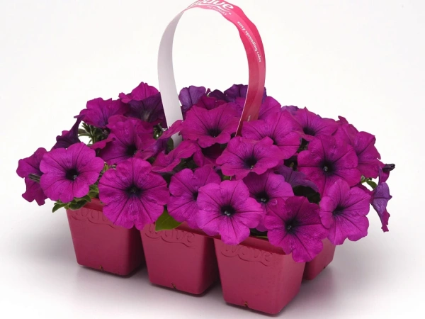 Петуния ИЗИ ВЭЙВ ВИОЛЕТ F1 5шт в амп